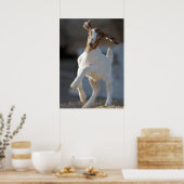 Kid Goat Playing Poster (Küche)