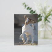 Kid Goat Playing Postkarte (Stehend Vorderseite)