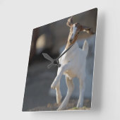 Kid Goat Playing Quadratische Wanduhr (Winkel)