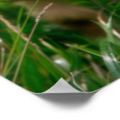 Kid Goat Poster (Ecke)