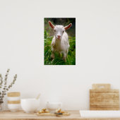 Kid Goat Poster (Küche)