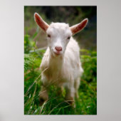 Kid Goat Poster (Vorne)