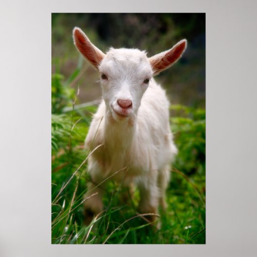 Kid Goat Poster (Vorne)