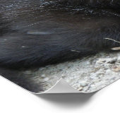 Kid Goat Poster (Ecke)