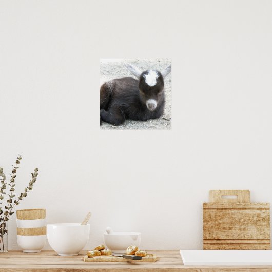 Kid Goat Poster (Küche)