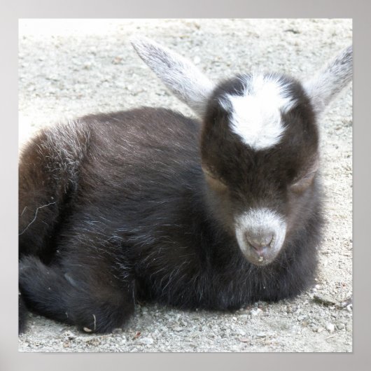 Kid Goat Poster (Vorne)