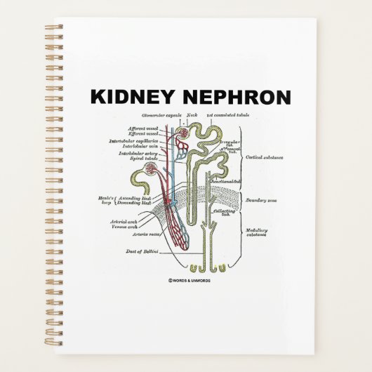 Kidney Nephron Gray's Anatomy-Lehrbuch Planer (Vorderseite)