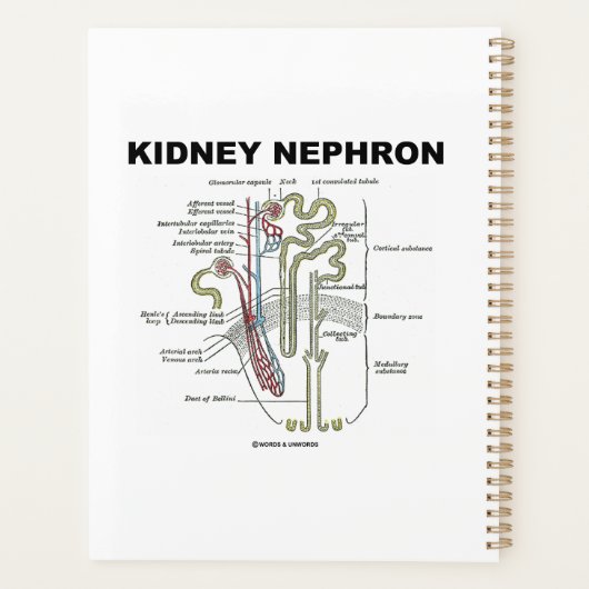 Kidney Nephron Gray's Anatomy-Lehrbuch Planer (Rückseite)
