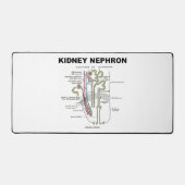 Kidney Nephron Gray's Anatomy-Lehrbuch Schreibtischunterlage (Vorderseite)