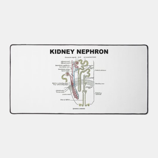 Kidney Nephron Gray's Anatomy-Lehrbuch Schreibtischunterlage (Vorderseite)