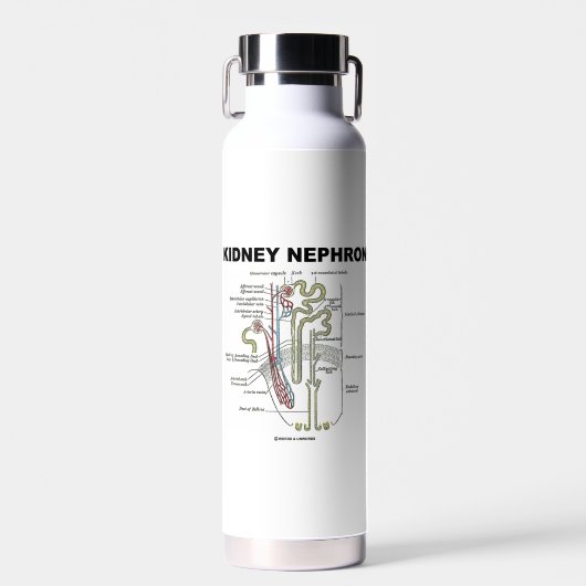 Kidney Nephron Gray's Anatomy-Lehrbuch Trinkflasche (Vorne)