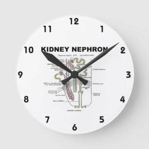 Kidney Nephron Gray's Anatomy Textbook Runde Wanduhr