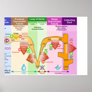 Kidney Nephron Molar Transport Diagramm Poster