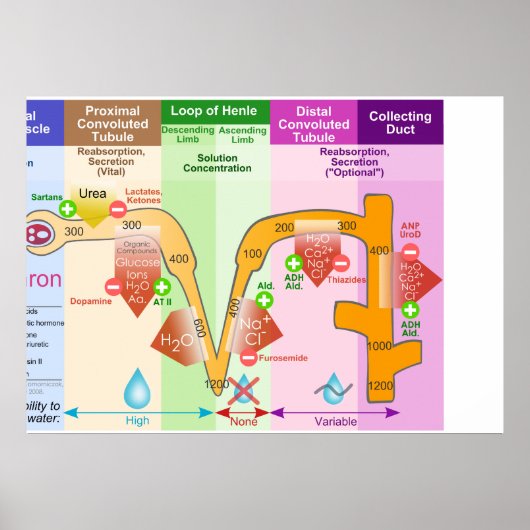Kidney Nephron Molar Transport Diagramm Poster (Vorne)
