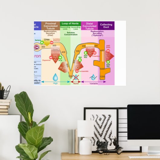 Kidney Nephron Molar Transport Diagramm Poster (Heimbüro)
