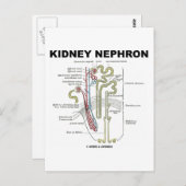 Kidney Nephron Postkarte (Vorne/Hinten)