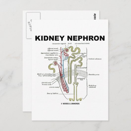 Kidney Nephron Postkarte (Vorne/Hinten)