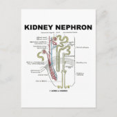 Kidney Nephron Postkarte (Vorderseite)