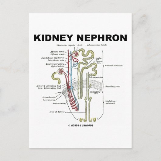 Kidney Nephron Postkarte (Vorderseite)