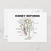 Kidney Nephron Postkarte (Vorne/Hinten)