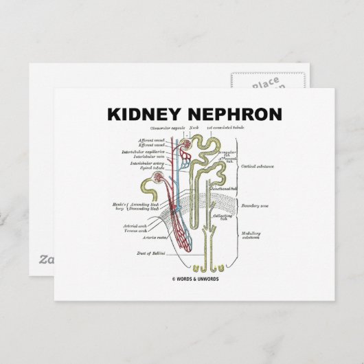 Kidney Nephron Postkarte (Vorne/Hinten)