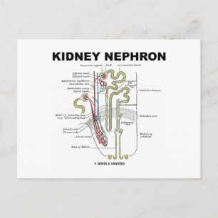 Kidney Nephron Postkarte