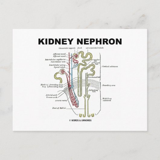 Kidney Nephron Postkarte (Vorderseite)