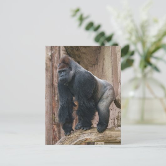 Kidogo the Silverback Strike a Pose on a Log Postkarte (Stehend Vorderseite)
