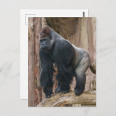 Kidogo the Silverback Strike a Pose on a Log Postkarte (Vorne/Hinten)
