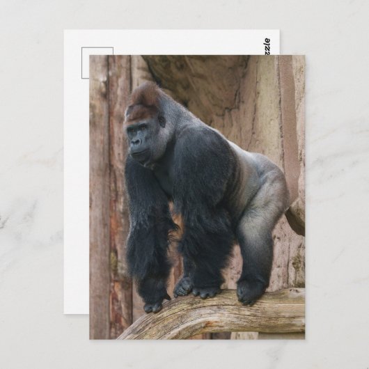 Kidogo the Silverback Strike a Pose on a Log Postkarte (Vorne/Hinten)