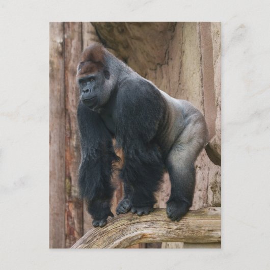 Kidogo the Silverback Strike a Pose on a Log Postkarte (Vorderseite)