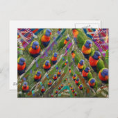 KIDS Liebe Parrots Postkarte (Vorne/Hinten)