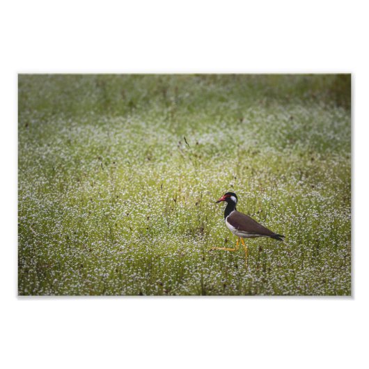 Kiebitz auf dem Gras Fotodruck (Vorne)