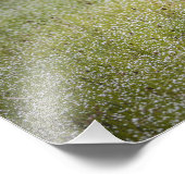 Kiebitz auf dem Gras Fotodruck (Ecke)
