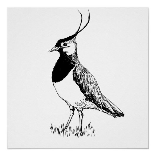 Kiebitz Monochrom-Druck Poster (Vorderseite)