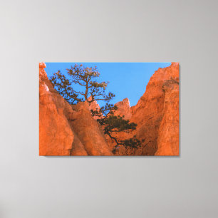 Kiefer in Hoodoos Leinwanddruck