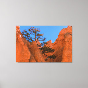 Kiefer in Hoodoos Leinwanddruck