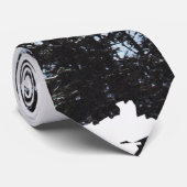 Kiefer Krawatte (Gerollt)