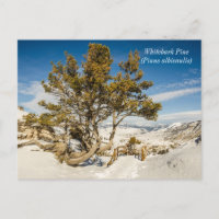 Kiefer (Pinus albicaulis) - Gelbstein