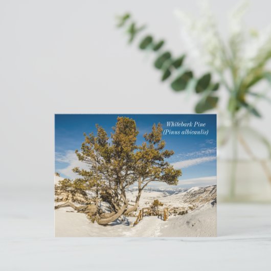Kiefer (Pinus albicaulis) - Gelbstein Postkarte (Stehend Vorderseite)
