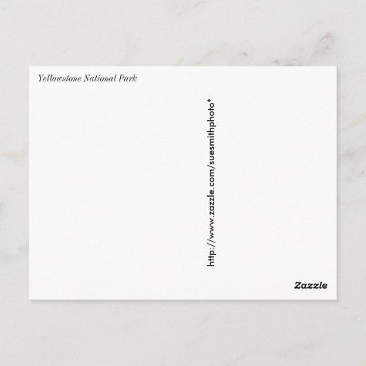 Kiefer (Pinus albicaulis) - Gelbstein Postkarte (Rückseite)