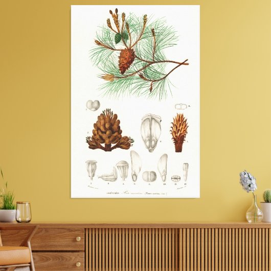 Kiefer (Pinus maritima) Leinwanddruck (Insitu (Wohnzimmer))