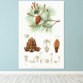 Kiefer (Pinus maritima) Leinwanddruck (Insitu (Holzboden))