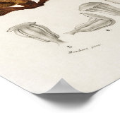 Kiefer (Pinus maritima) Poster (Ecke)