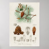 Kiefer (Pinus maritima) Poster (Vorne)