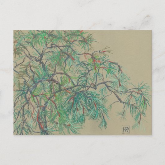 Kiefer Postkarte (Vorderseite)