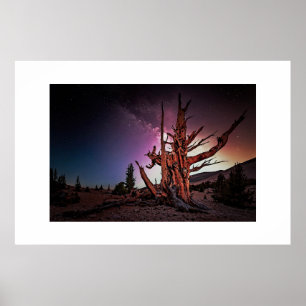 Kiefer und Milchstraße Poster