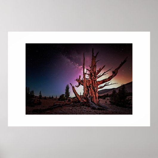 Kiefer und Milchstraße Poster (Vorne)