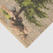 Kiefer, Zedern-Baum, Seidenpapier (Ausschnitt)