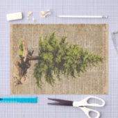 Kiefer, Zedern-Baum, Seidenpapier (Handwerk)